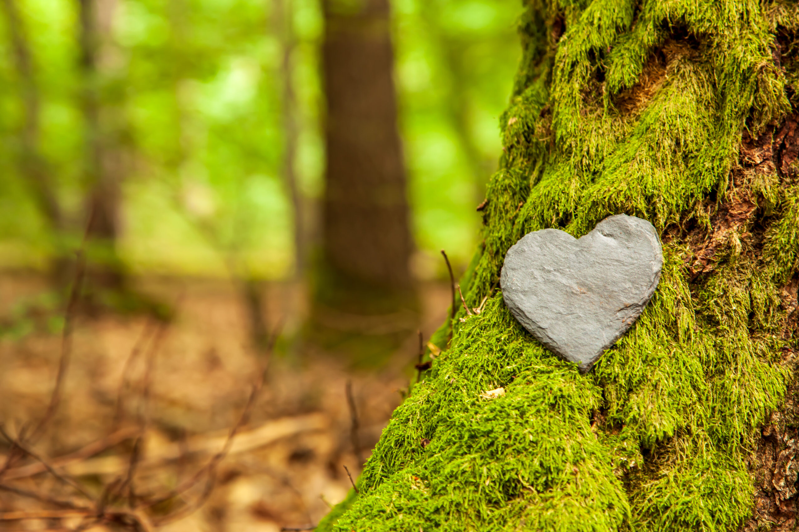 Stein in Herzform lehnt an einem moosbewachsenen Baum im Wald.